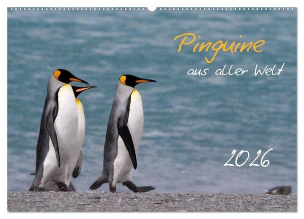 Pinguine aus aller Welt (Wandkalender 2026 DIN A2 quer), CALVENDO Monatskalender