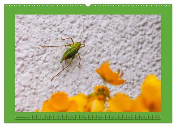 Produktbild: Wir sind die Stars im Garten (Wandkalender 2026 DIN A2 quer), CALVENDO Monatskalender