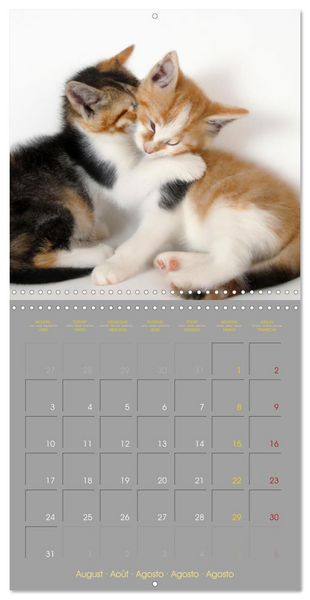 Produktbild: La vie de chatons (Calendrier mural carr&eacute; 2026 30x30 cm) Calendrier double avec une page pour vos prises de notes