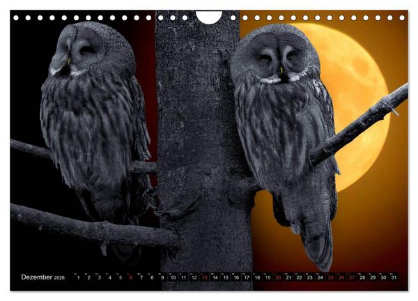 Produktbild: Eulen. Nachtaktiv, lautlos, sch&ouml;n (Wandkalender 2026 DIN A4 quer), CALVENDO Monatskalender