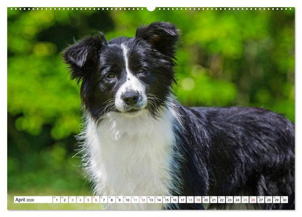 Produktbild: Traumhund Border Collie (Wandkalender 2026 DIN A2 quer), CALVENDO Monatskalender