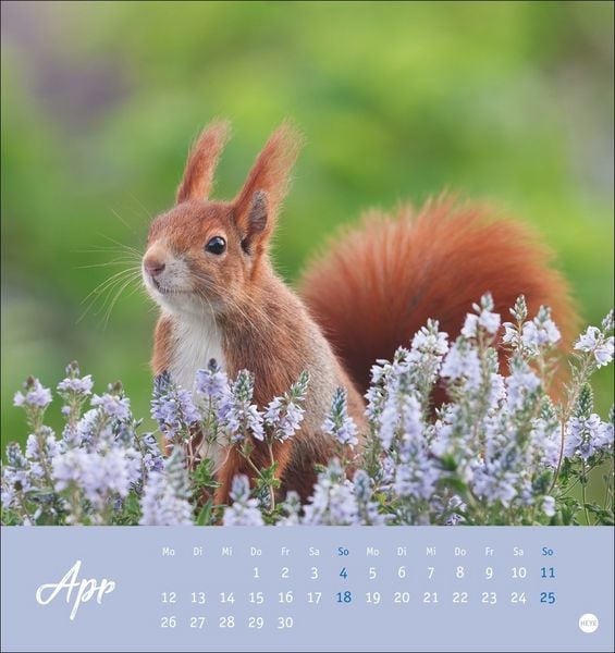 Produktbild: Eichh&ouml;rnchen Postkartenkalender 2027