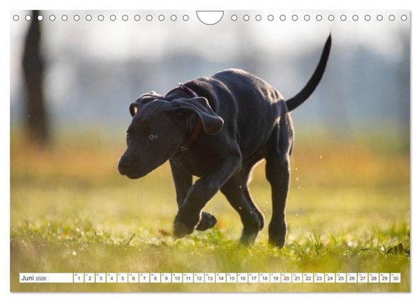 Produktbild: Weimaraner-Labrador (Wandkalender 2026 DIN A4 quer), CALVENDO Monatskalender