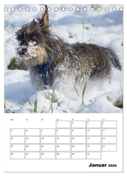 Produktbild: Liebenswerte Zwergrauhaardackel (Tischkalender 2026 DIN A5 hoch), CALVENDO Monatskalender