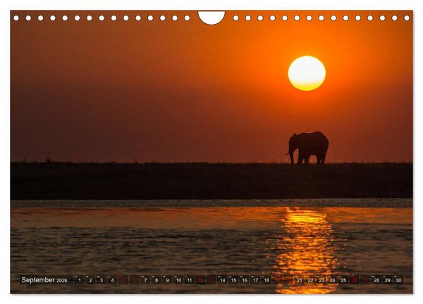 Produktbild: Elefanten in Afrika - Die mit den gro&szlig;en Ohren (Wandkalender 2026 DIN A4 quer), CALVENDO Monatskalender
