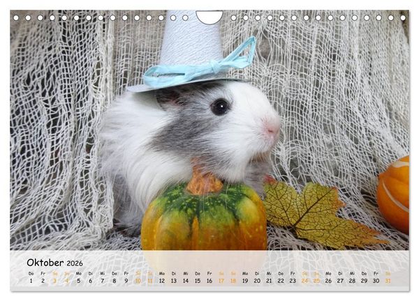 Produktbild: Meerschweinchen 2026 - bezaubernd, hinrei&szlig;end, entz&uuml;ckend (Wandkalender 2026 DIN A4 quer), CALVENDO Monatskalender