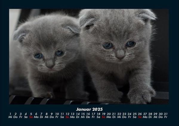 Produktbild: F&uuml;r Katzenfreunde 2025 Fotokalender DIN A4