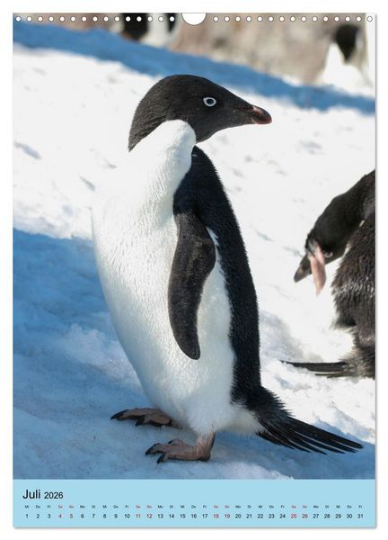 Produktbild: Antarktis - Das Gebiet der Pinguine (Wandkalender 2026 DIN A3 hoch), CALVENDO Monatskalender