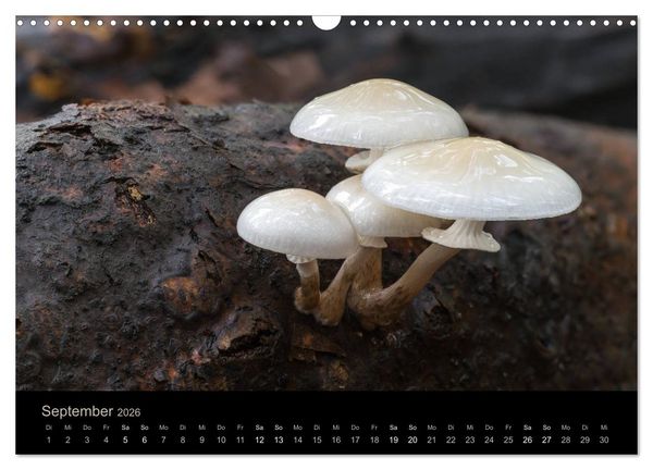 Produktbild: PILZE IM FOKUS 2026 (Wandkalender 2026 DIN A3 quer), CALVENDO Monatskalender