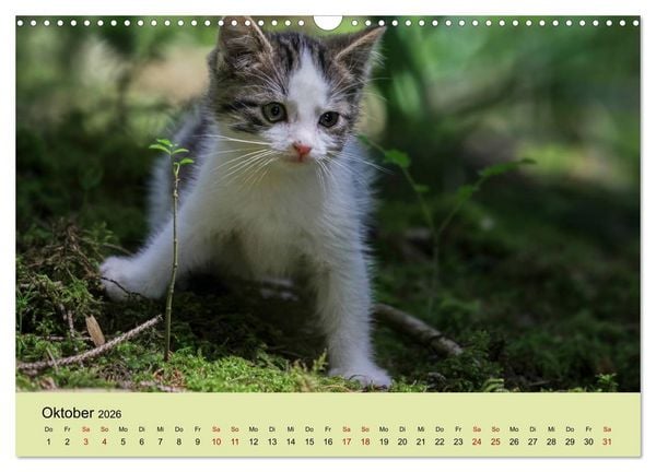 Produktbild: Junge Katzen im Wald (Wandkalender 2026 DIN A3 quer), CALVENDO Monatskalender