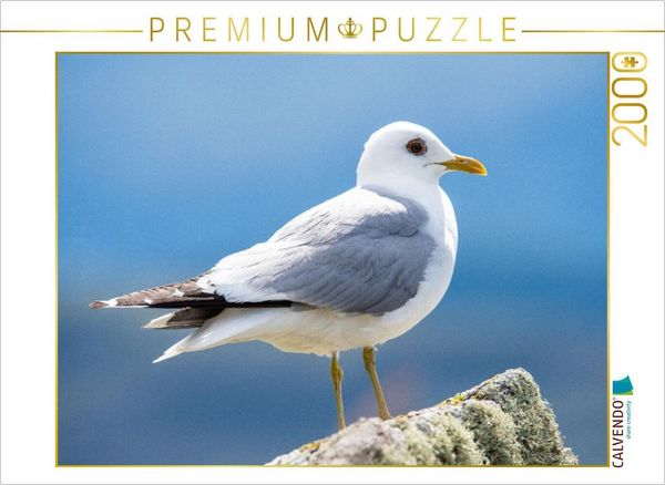 CALVENDO Puzzle Die Sturmmöwe - Eleganz und Freiheit der Küsten | 2000 Teile Lege-Größe 90x67cm Foto-Puzzle für glückliche Stunden
