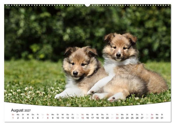 Produktbild: Welpen - Puppies (Wandkalender 2027 DIN A2 quer), CALVENDO Monatskalender