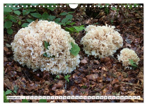Produktbild: Pilze - tolle Funde (Wandkalender 2026 DIN A4 quer), CALVENDO Monatskalender