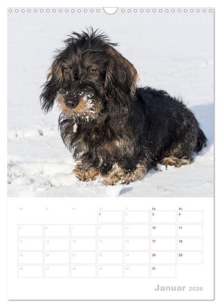 Produktbild: Der Dackel (M)ein treuer Weggef&auml;hrte (Wandkalender 2026 DIN A3 hoch), CALVENDO Monatskalender