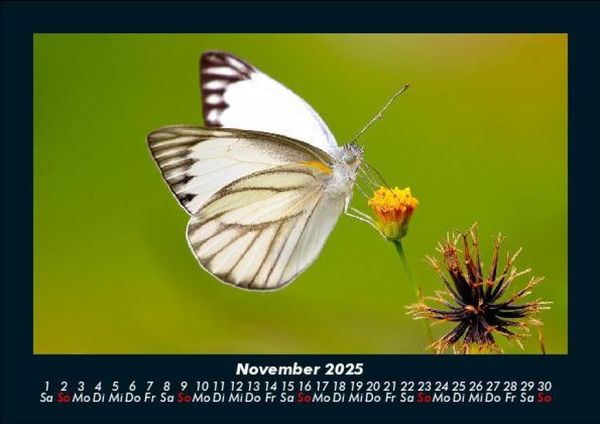Produktbild: Bunte Pracht der Schmetterlinge 2025 Fotokalender DIN A5