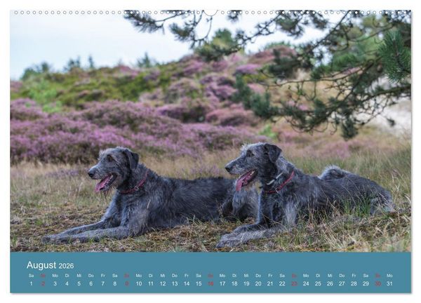 Produktbild: Irische Wolfshunde (Wandkalender 2026 DIN A2 quer), CALVENDO Monatskalender