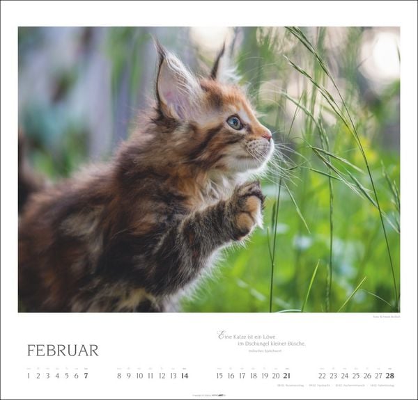 Produktbild: Katzen - Diven auf Samtpfoten Kalender 2027 - Diven auf Samtpfoten
