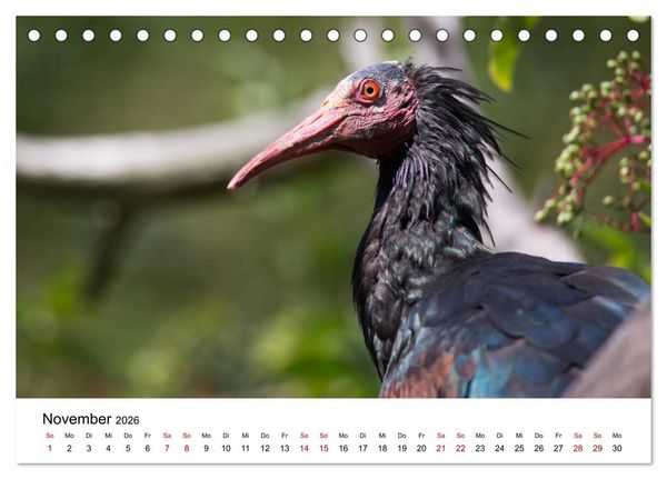 Produktbild: Der Waldrapp - Ein skurriler Vogel (Tischkalender 2026 DIN A5 quer), CALVENDO Monatskalender
