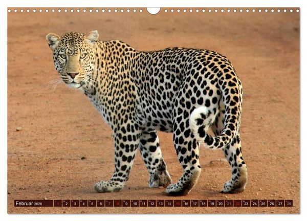 Produktbild: Afrikas wilde Sch&ouml;nheiten (Wandkalender 2026 DIN A3 quer), CALVENDO Monatskalender