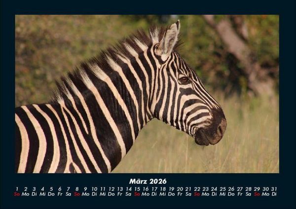 Produktbild: Tierkalender 2026 Fotokalender DIN A4