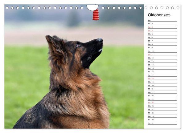 Produktbild: Zauberhafte Langhaar Sch&auml;ferhunde (Wandkalender 2026 DIN A4 quer), CALVENDO Monatskalender