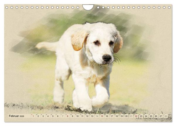 Produktbild: Golden Retriever 2026 (Wandkalender 2026 DIN A4 quer), CALVENDO Monatskalender