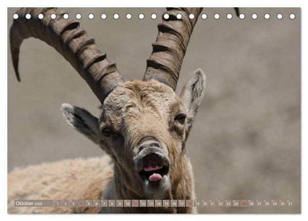 Produktbild: Steinwild am Pilatus (Tischkalender 2026 DIN A5 quer), CALVENDO Monatskalender