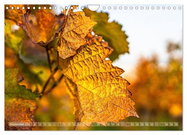Produktbild: Ber&uuml;hrende Sch&ouml;nheit des Verg&auml;nglichen (Wandkalender 2026 DIN A4 quer), CALVENDO Monatskalender