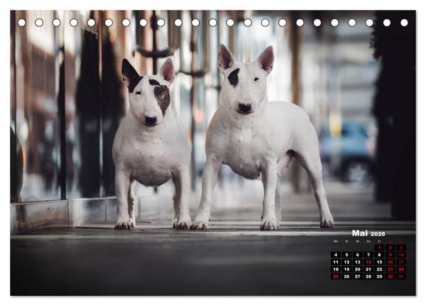 Produktbild: Listenhunde - mehr als nur eine Kategorie (Tischkalender 2026 DIN A5 quer), CALVENDO Monatskalender