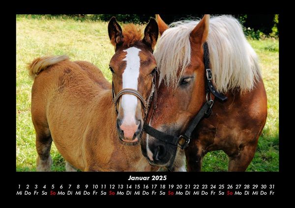 Produktbild: Pferde Kalender 2025 Fotokalender DIN A3