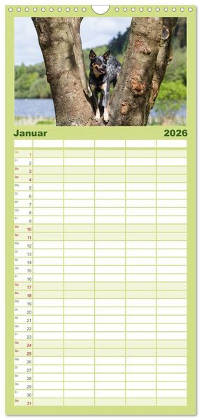 Produktbild: Familienplaner 2026 - Spaziergang am See Australian Cattle Dogs mit 5 Spalten (Wandkalender, 21 x 45 cm) CALVENDO