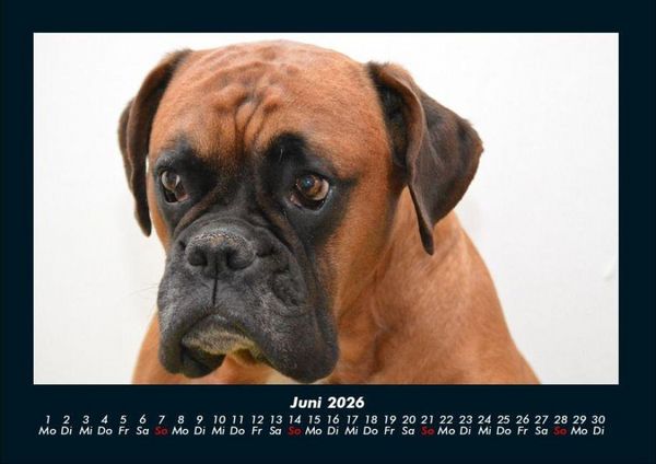 Produktbild: Hundezauber 2026 Fotokalender DIN A4