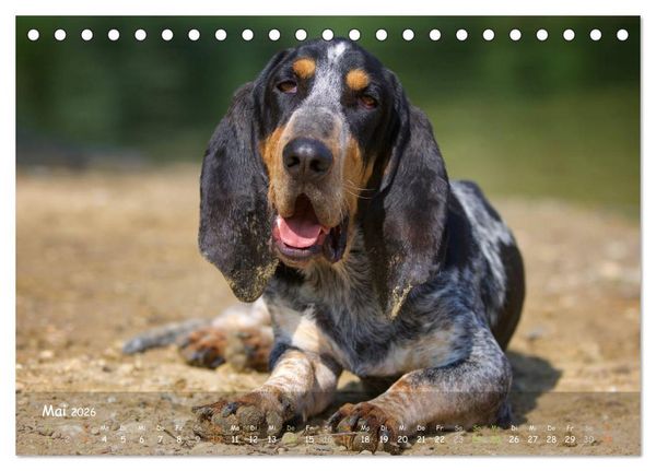 Produktbild: Jagdhunde - Treue Waidgesellen (Tischkalender 2026 DIN A5 quer), CALVENDO Monatskalender