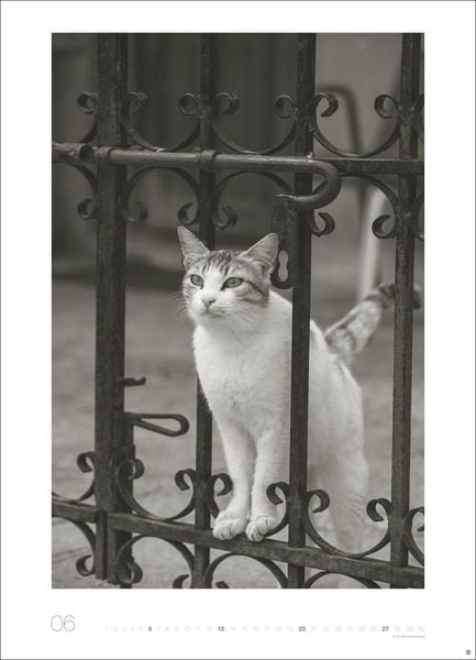 Produktbild: Cats Edition Kalender 2027