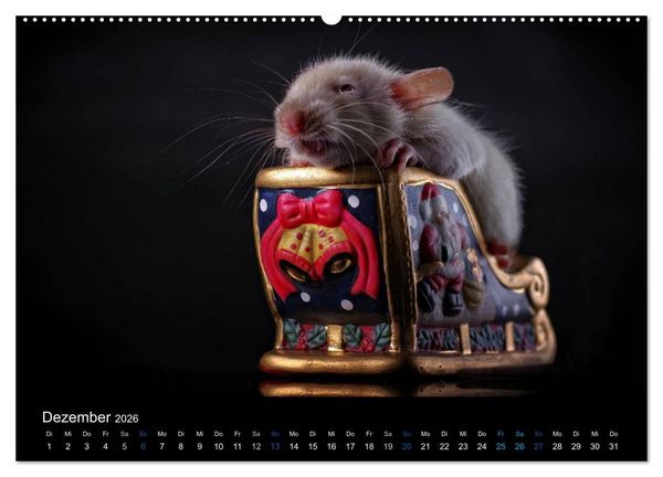 Produktbild: Ratten. Die gro&szlig;e Welt der kleinen Nager (hochwertiger Premium Wandkalender 2026 DIN A2 quer), Kunstdruck in Hochglanz