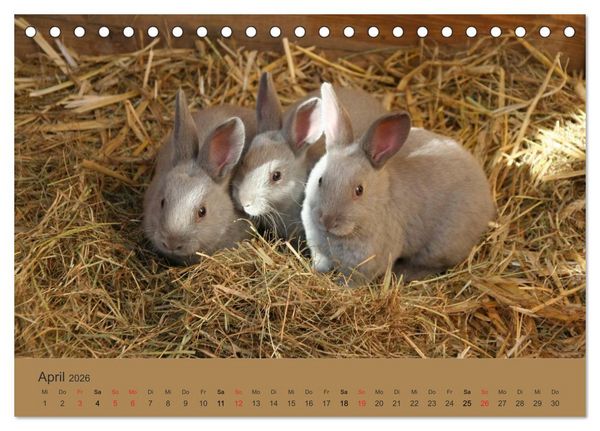 Produktbild: Rex - Kaninchen (Tischkalender 2026 DIN A5 quer), CALVENDO Monatskalender
