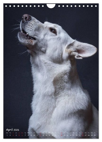 Produktbild: Dogs in Style (Wall Calendar 2026 DIN A4 portrait), CALVENDO 12 Month Wall Calendar