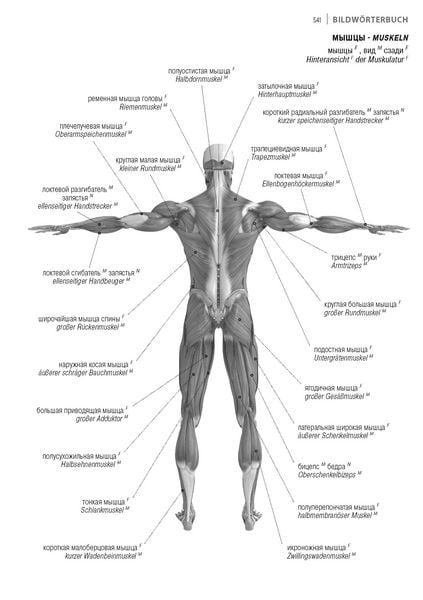 Produktbild: Fachw&ouml;rterbuch Medizin Deutsch-Russisch