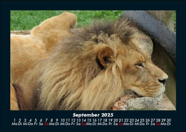 Produktbild: Tiere in der Wildnis 2025 Fotokalender DIN A5