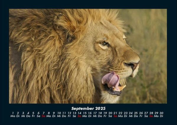 Produktbild: L&ouml;wen in der Wildnis 2025 Fotokalender DIN A4