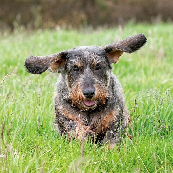 Produktbild: Dackel / Dachshund 2027
