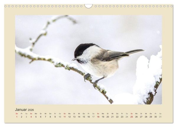 Produktbild: Tiere im Wald. Bezaubernde Begegnungen (Wandkalender 2026 DIN A3 quer), CALVENDO Monatskalender