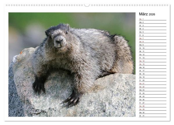 Produktbild: Murmeltiere in Nordamerika (Wandkalender 2026 DIN A2 quer), CALVENDO Monatskalender