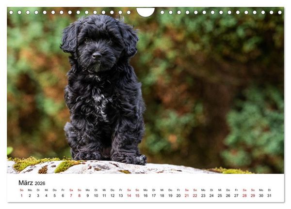 Produktbild: Maltipoo Welpen (Wandkalender 2026 DIN A4 quer), CALVENDO Monatskalender