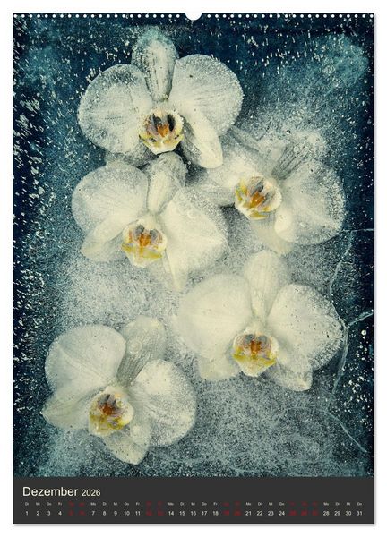Produktbild: Magische Eisblumen (Wandkalender 2026 DIN A2 hoch), CALVENDO Monatskalender
