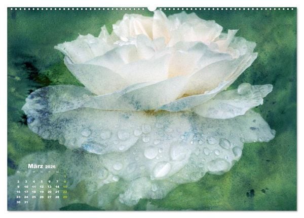Produktbild: Rosen Romantik (Wandkalender 2026 DIN A2 quer), CALVENDO Monatskalender
