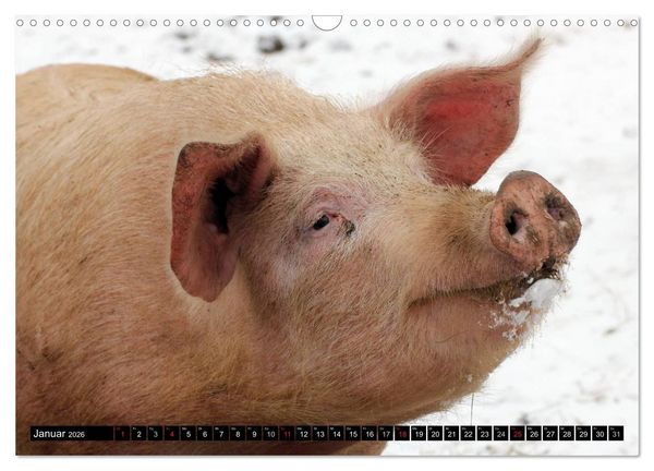 Produktbild: Der Schweinekalender (Wandkalender 2026 DIN A3 quer), CALVENDO Monatskalender