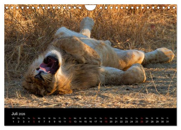 Produktbild: Afrikas Raubkatzen (Wandkalender 2026 DIN A4 quer), CALVENDO Monatskalender