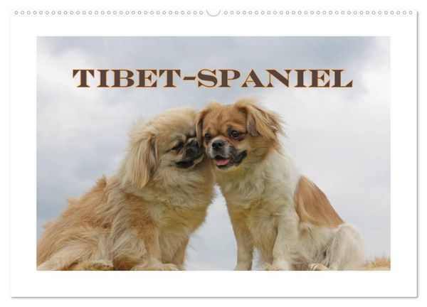 Produktbild: Tibet-Spaniel (Wandkalender 2026 DIN A2 quer), CALVENDO Monatskalender