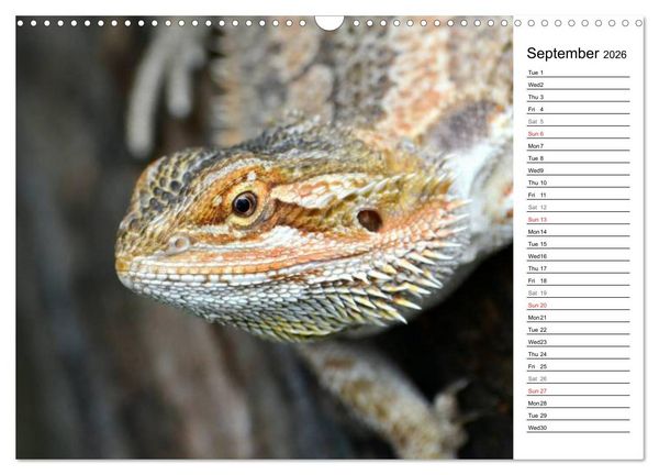 Produktbild: Close to Australian Bearded Dragons (Wall Calendar 2026 DIN A3 landscape), CALVENDO 12 Month Wall Calendar